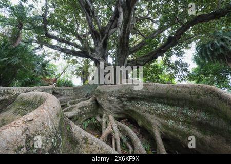 Im Antonio Borges Botanical Garden in Ponta Delgada, Sao Miguel, Azoren. Stockfoto