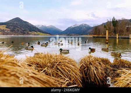 Seeblick mit Stockenten am Schliersee in Oberbayern Stockfoto