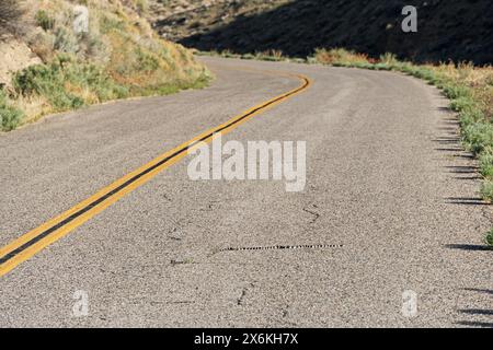 Die kalifornische Königsschlange oder Lampropeltis californiae sonnt sich auf einer Landstraße in den Inyo Mountains Stockfoto