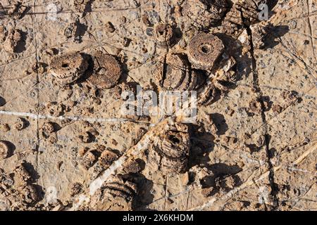 Krinoidstammfossilien im Kalkgestein Stockfoto