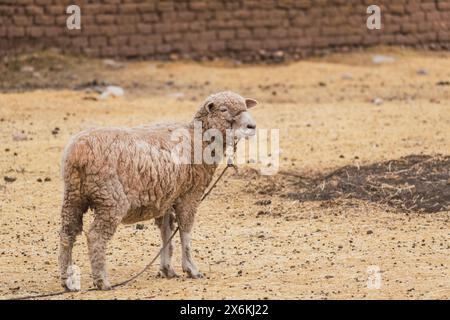 Weiße Schafe weiden auf einer Farm umgeben von gelber Vegetation in den anden in südamerika in peru Stockfoto