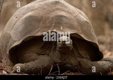 Aldabra Riesenschildkröte (Aldabrachelys gigantea), Aldabra Atoll, äußere Seychellen, Seychellen, Indischer Ozean Stockfoto