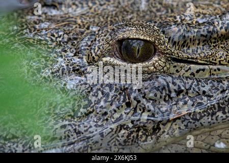 Detaillierte Aufnahme eines Krokodils&#39;s Auge in einem See im Haller Park, Bamburi, in der Nähe von Mombasa, Kenia, Afrika Stockfoto