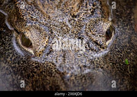 Detaillierte Aufnahme der Augen eines Krokodils in einem See im Haller Park, Bamburi, in der Nähe von Mombasa, Kenia, Afrika Stockfoto