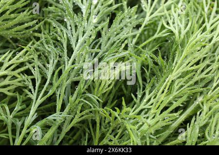 Zweige von frischem Dill mit Wassertropfen als Hintergrund, Nahaufnahme Stockfoto