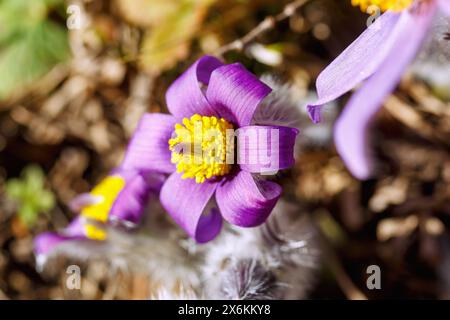 Blühende Pasqueflower (Pulsatilla vulgaris, Pasqueflower) Stockfoto