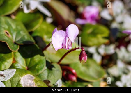 Blühende Kos cyclamen (Cyclamen Coum) in Herbstblättern Stockfoto