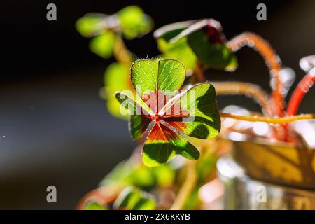 Glücksklee (Oxalis deppei, vierblättriger Sauerampfer) Stockfoto