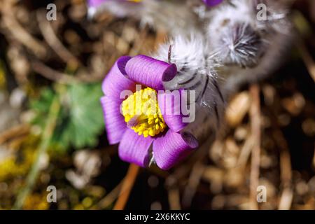 Blühende Pasqueflower (Pulsatilla vulgaris, Pasqueflower) Stockfoto