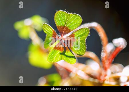 Glücksklee (Oxalis deppei, vierblättriger Sauerampfer) Stockfoto