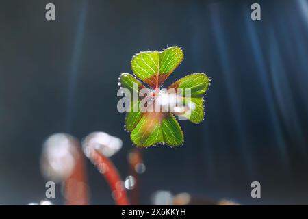 Glücksklee (Oxalis deppei, vierblättriger Sauerampfer) Stockfoto