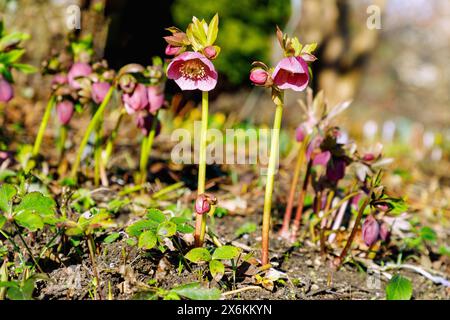 Orientalische Weihnachtsrosen Rosa Dame (Oriental Hellebore, Helleborus orientalis) Stockfoto