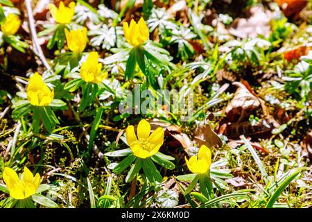 Blühende Winterakonite (Eranthis hyemalis) im Moos mit Herbstblättern Stockfoto