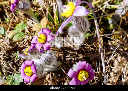 Blühende Pasqueflower (Pulsatilla vulgaris, Pasqueflower) Stockfoto