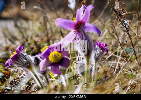 Blühende Pasqueflower (Pulsatilla vulgaris, Pasqueflower) Stockfoto