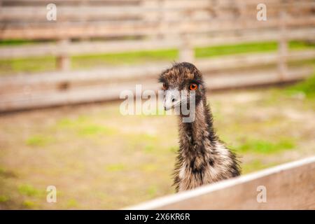 Der australische Strauß emu, bekannt als Dromaius novaehollandiae, ist der zweitgrößte lebende Vogel der Welt. Farmerzucht von Straußen Stockfoto