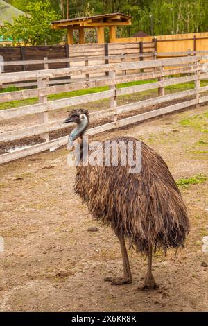 Der australische Strauß emu, bekannt als Dromaius novaehollandiae, ist der zweitgrößte lebende Vogel der Welt. Emu ist flugunfähiger Vogel und heimisch in Austral Stockfoto