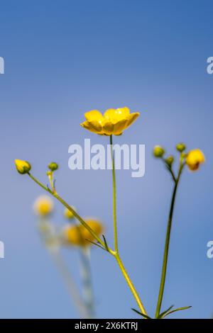 Hübsche gelbe Butterblumen vor blauem Himmel, mit selektiver Fokussierung Stockfoto