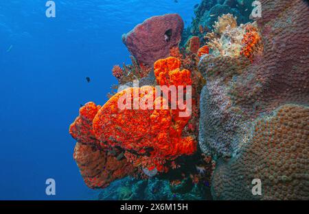 Agelas clathrodes, auch bekannt als orangener Elefantenohrschwamm, ist eine Art von Meeresschwamm. Sie lebt an Riffen in der Karibik, Stockfoto