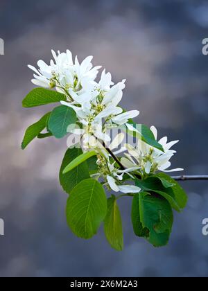 Ein Nahfoto der weißen Saskatoon-Blume in der Nähe von Leavenworth, Washington. Stockfoto