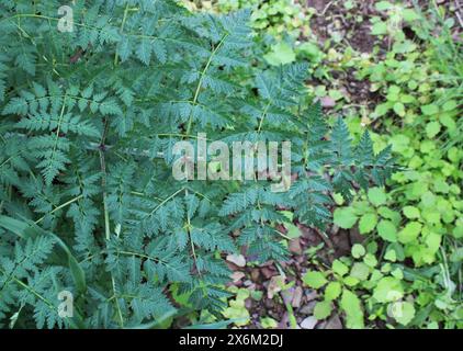 Das Laub einer Gifthemlockpflanze Stockfoto