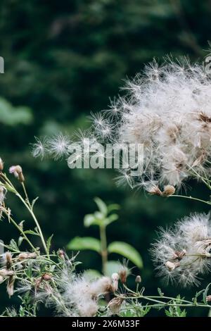 Nahaufnahme einer Distel im August, teilweise aus dem Fokus Stockfoto