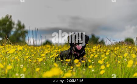 Schwarzer Labrador, der auf einer Wiese gelber Wildblumen liegt Stockfoto