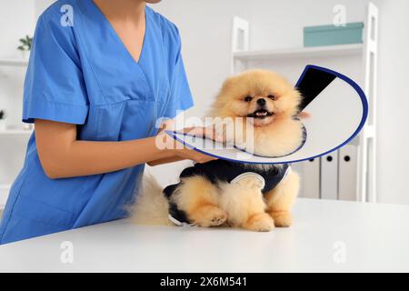 Tierärztin, die den Pommerschen Hund nach Sterilisation in der Klinik, Nahaufnahme Stockfoto