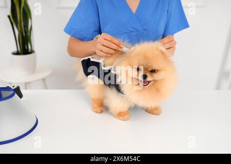 Tierärztin, die nach der Sterilisation in der Klinik den Pommerschen Hund mit Genesungsanzug anzieht Stockfoto