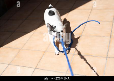 Energiegeladener Schwarzweiß-Hund, der mit einem blauen Seil in einem sonnigen Hof spielt und einen Moment des reinen Glücks der Hunde festhält Stockfoto
