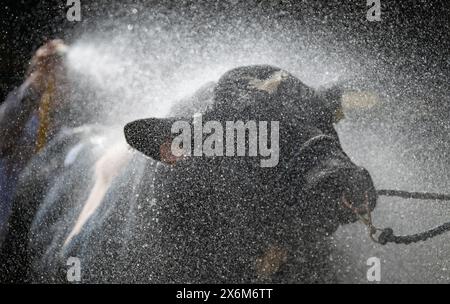 Stiere nach einer Show mit einem Hochdruckschlauch abwaschen, um sie abzukühlen und zu reinigen. Cumbria, Großbritannien. Stockfoto