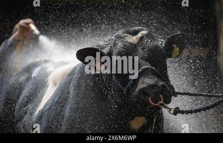 Stiere nach einer Show mit einem Hochdruckschlauch abwaschen, um sie abzukühlen und zu reinigen. Cumbria, Großbritannien. Stockfoto