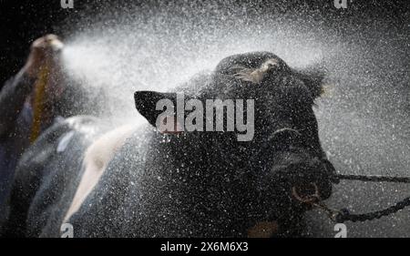 Stiere nach einer Show mit einem Hochdruckschlauch abwaschen, um sie abzukühlen und zu reinigen. Cumbria, Großbritannien. Stockfoto