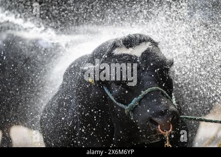 Stiere nach einer Show mit einem Hochdruckschlauch abwaschen, um sie abzukühlen und zu reinigen. Cumbria, Großbritannien. Stockfoto