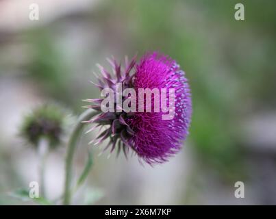 Nahaufnahme der magentafarbenen Blüte der Moschusdistel (Carduus nutans) in den Little Belt Mountains, Montana Stockfoto