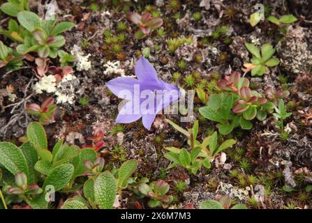 Bergharebell (Campanula lasiocarpa) lila Wildblume im Denali National Park & Preserve, Alaska Stockfoto