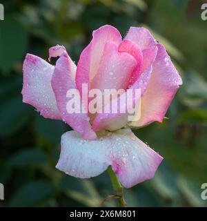„Pink Promise“ Pink Blend Hybrid Tea Rose in Bloom. San Jose Municipal Rose Garden in San Jose, Kalifornien. Stockfoto