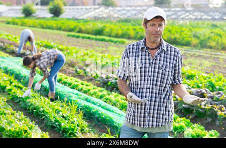 Porträt positiver Betriebsinhaber vor dem Hintergrund des Feldes mit Gemüseernte Stockfoto