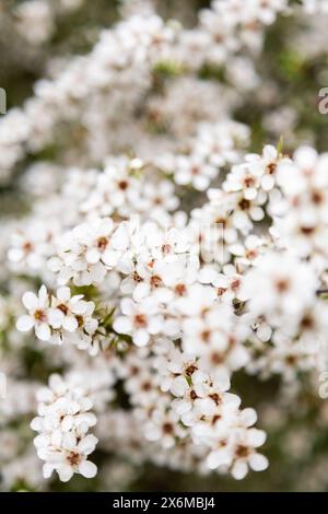 Neuseeländische Manuka-Blumen Stockfoto