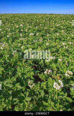 Ein großes Feld blühender Kartoffelpflanzen im Süden Albertas Stockfoto