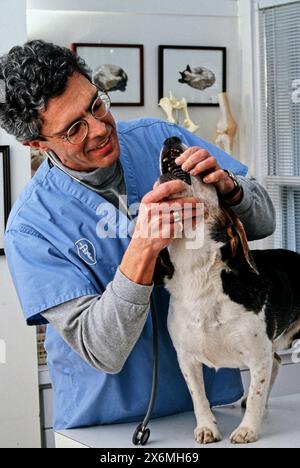 Ein Tierarzt in einem blauen Buschwerk untersucht einen Beagler auf einem Tisch in einer gut beleuchteten Klinik sorgfältig. Der Hund steht geduldig während der Tierarzt Stockfoto