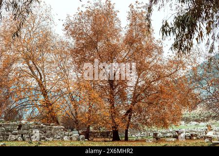 Majestätischer alter Baum, der stolz zwischen den verstreuten Steinruinen steht und mit goldenen Herbstblättern geschmückt ist Stockfoto