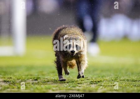 Chester, Pennsylvania, USA. Mai 2024. Ein Waschbär läuft in der ersten Hälfte eines MLS-Spiels zwischen der Philadelphia Union und dem New York City FC im Subaru Park in Chester, Pennsylvania. Kyle Rodden/CSM/Alamy Live News Stockfoto