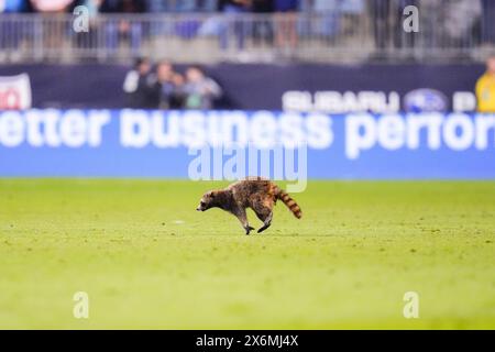 Chester, Pennsylvania, USA. Mai 2024. Ein Waschbär läuft in der ersten Hälfte eines MLS-Spiels zwischen der Philadelphia Union und dem New York City FC im Subaru Park in Chester, Pennsylvania. Kyle Rodden/CSM/Alamy Live News Stockfoto