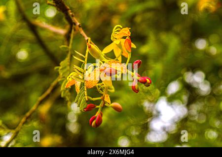 Tamarindenblüte im Tempelpark im Tempel Darasuram Airavatheswar, Tamil Nadu, Indien Stockfoto