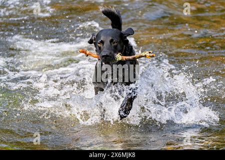 Der junge Labrador spielt überschwänglich im Fluss Stockfoto