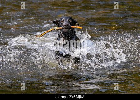 Der junge Labrador spielt überschwänglich im Fluss Stockfoto