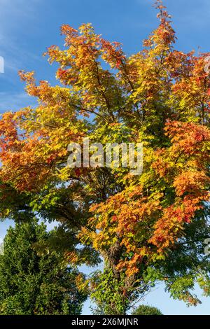 Autumn treetop in sunlight, Tuscany, Italy Stockfoto