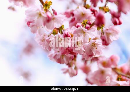 Blühende japanische Bergkirsche (Prunus sargentii x subhirtella &#39;Accolade&#39;, frühe Zierkirsche, Frühlingskirsche) Stockfoto