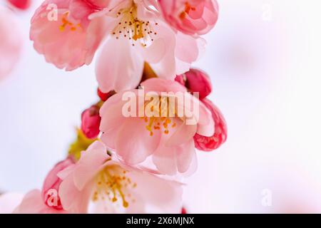 Blühende japanische Bergkirsche (Prunus sargentii x subhirtella &#39;Accolade&#39;, frühe Zierkirsche, Frühlingskirsche) Stockfoto